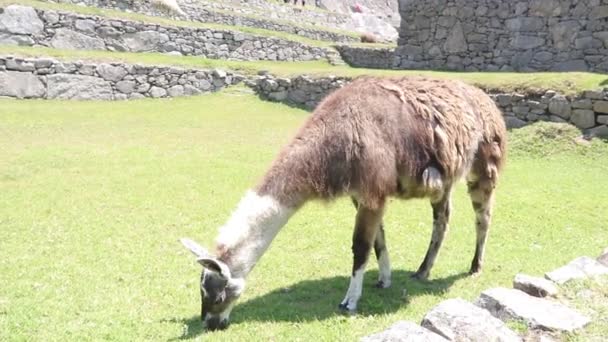 Llamas Comiendo Hierba Machu Picchu Perú — Vídeos de Stock
