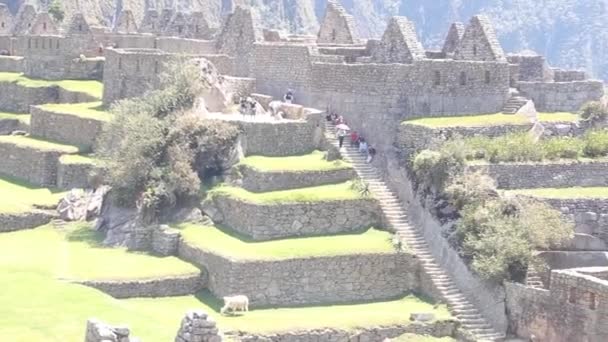 Kronan Inka Land Machu Picchu Peru — Stockvideo