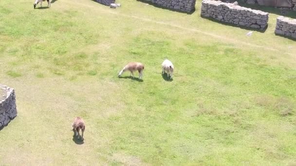 秘鲁Machu Picchu的美洲驼 — 图库视频影像