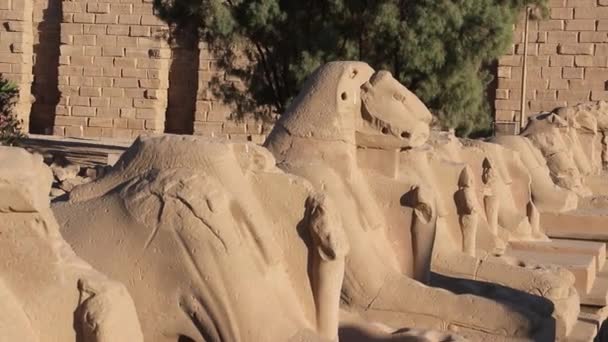 Esfinges Con Cabeza Carnero Pequeña Figura Nefertari Templo Karnak Egipto — Vídeos de Stock