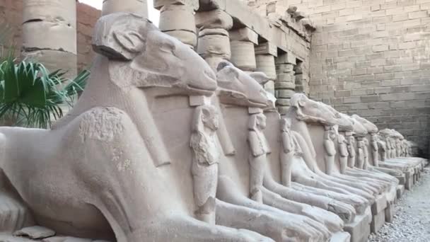 Sphinx Tête Bélier Petite Figure Néfertari Temple Karnak Égypte — Video