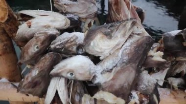 Norveç, Lofoten Adaları, Nusfjord 'da asılan morina kafaları..
