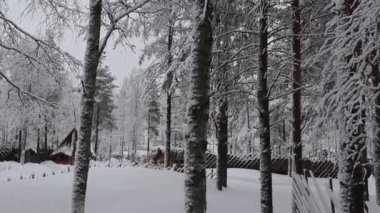 Noel Baba Köyü, Rovaniemi, Finlandiya 'da ren geyiği kızağı gezisi.  