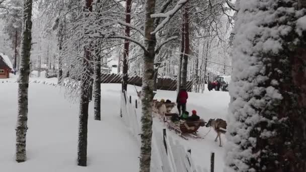Gite Slitta Con Renne Nel Villaggio Babbo Natale Rovaniemi Finlandia — Video Stock