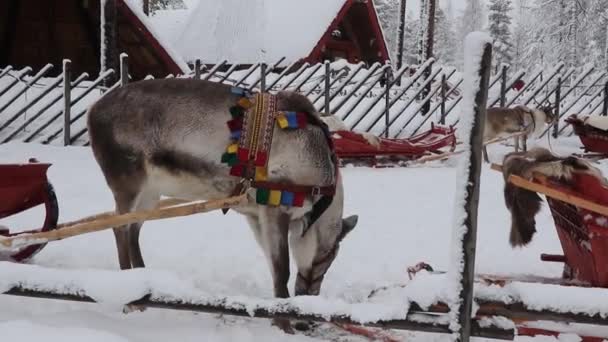 Gite Slitta Con Renne Nel Villaggio Babbo Natale Rovaniemi Finlandia — Video Stock