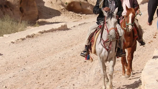 Petra Équitation Pour Les Touristes — Photo