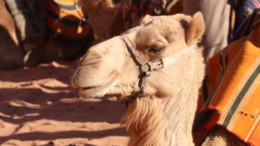 Wadi Rum, Ürdün 'de deve kervanı.