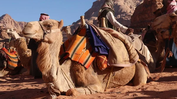 Camello Caravana Wadi Rum Jordania —  Fotos de Stock