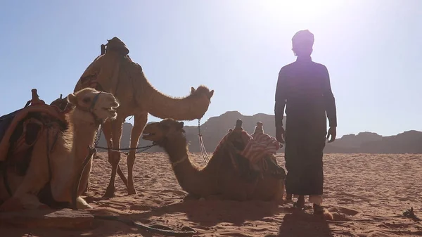 Караван Верблюдами Вади Раме Иордания — стоковое фото