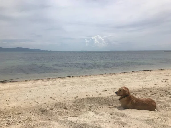 Σκύλος Είναι Ψύξη Στην Παραλία Pha Ngan Surat Thani Ταϊλάνδη — Φωτογραφία Αρχείου