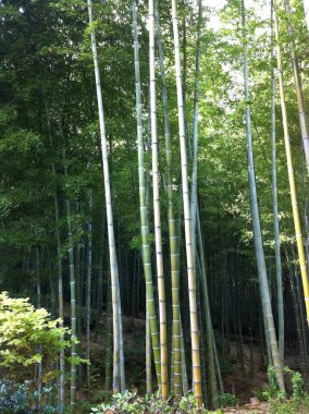 Kyoto 'daki ikonik Arashiyama Bambu Ormanı. 