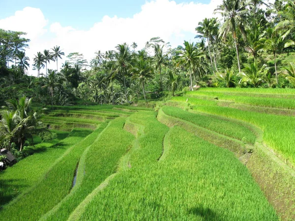 Pirinç Tarlaları Gunung Kawi Tapınağı Girişinde Ubud Endonezya — Stok fotoğraf
