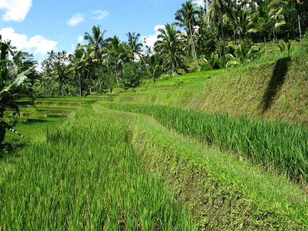 Pirinç tarlaları Gunung Kawi Tapınağı girişinde, Ubud, Endonezya. 