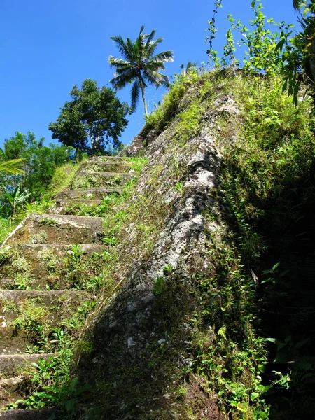 Pirinç Tarlaları Gunung Kawi Tapınağı Girişinde Ubud Endonezya — Stok fotoğraf