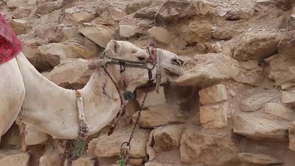 Lokal Kamel Vid Djosers Pyramid Egypten — Stockvideo