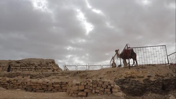 Miejscowy Wielbłąd Piramidzie Dżosera Egipcie — Wideo stockowe