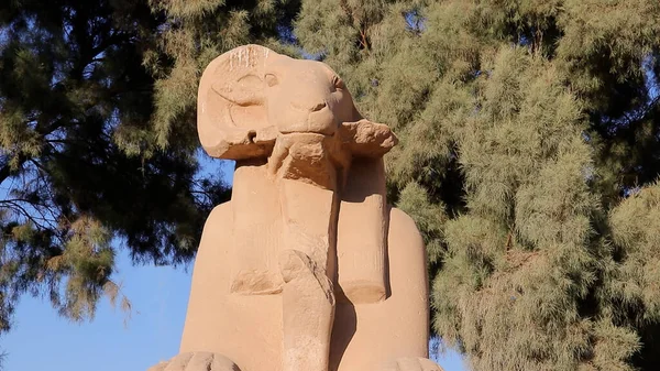 Widderköpfige Sphinx Und Kleine Figur Der Nefertari Karnak Tempel Ägypten — Stockfoto