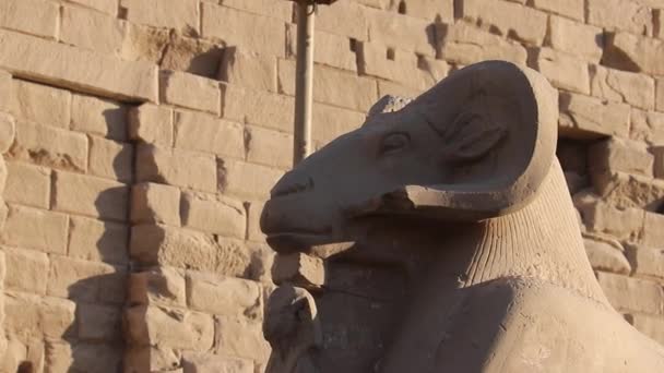 Widderköpfige Sphinx Und Kleine Figur Der Nefertari Karnak Tempel Ägypten — Stockvideo