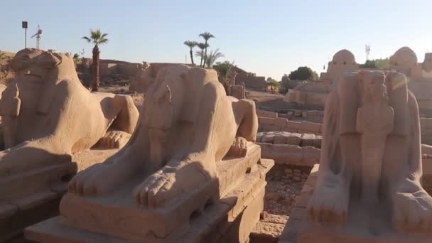 Widderköpfige Sphinx Und Kleine Figur Der Nefertari Karnak Tempel Ägypten — Stockvideo
