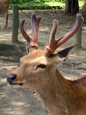 Hokkaido 'dan Yezo Sika Geyiği, Japon bebek geyiği..
