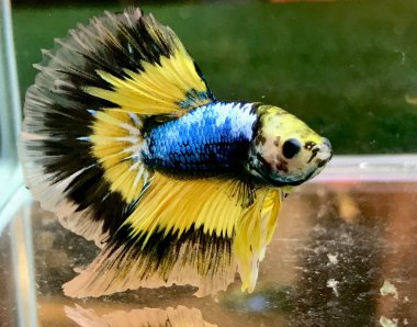 Halfmoon Betta, Güneydoğu Asya 'da bulunan bir tatlı su balığıdır..