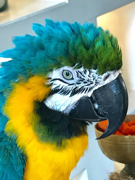 Blåhalsad Macaw Färgglad Papegoja — Stockfoto