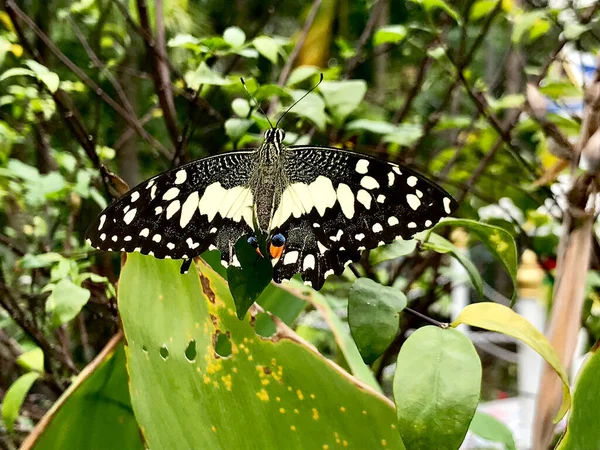 stock image The lime swallowtail, Papilio demoleus, lime butterfly.