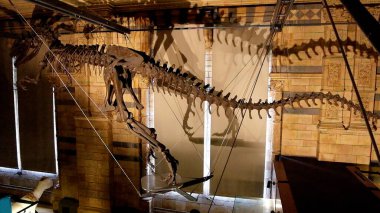 Londra 'daki Doğal Tarih Müzesi.