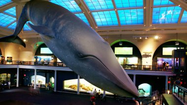 Londra 'daki Doğal Tarih Müzesi.