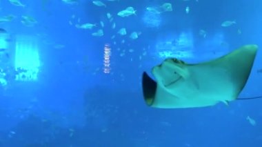 Singapur 'daki Resorts World Sentosa.  