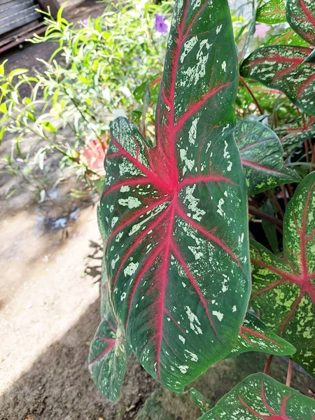 赤い縞および白い斑点が付いているカラジウム ビコロールの広い緑の葉 — ストック写真