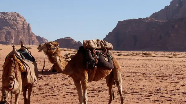 Caravana Camellos Área Protegida Wadi Rum Jordania —  Fotos de Stock