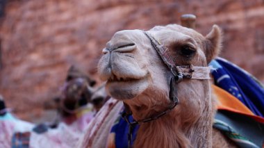 Deve kervanı Wadi Rum 'da dinleniyor Korunaklı bölgede, Ürdün.