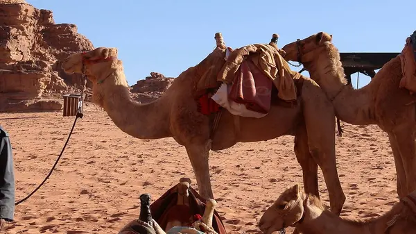 Camello Caravana Descansando Sobre Arena Wadi Rum Protected Área Jordania —  Fotos de Stock