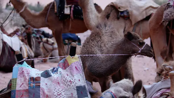 Camello Caravana Descansando Sobre Arena Wadi Rum Protected Área Jordania —  Fotos de Stock