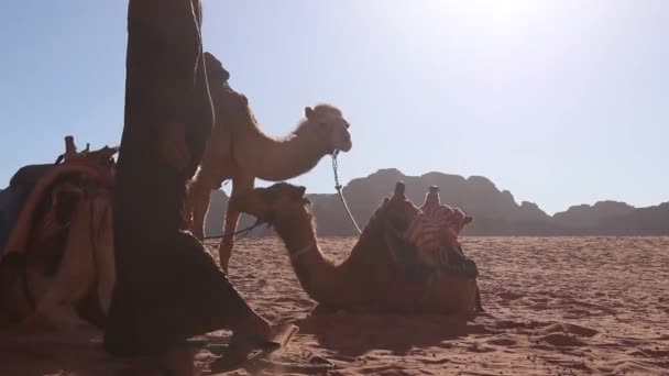 约旦Wadi Rum保护区的骆驼车队在沙滩上休息 — 图库视频影像