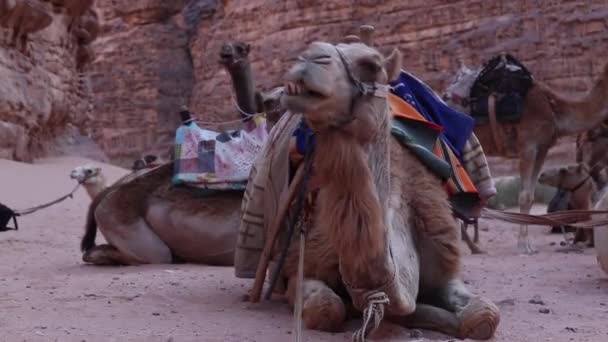 Kamelkarawane Ruht Auf Sand Wadi Rum Schutzgebiet Jordanien — Stockvideo