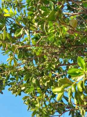 Tropik bitki ve mavi gökyüzü arka planı, Khao Yai, Tayland.