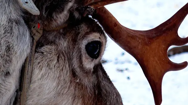 Tromso, Norveç 'teki geleneksel Sami Kampı.