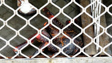 Port Vila Market, Vanuatu 'da kafes ve hindistan cevizi yengeci.