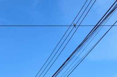 Bangkok, Tayland 'da Asya güvercinleri ve elektrik kabloları.