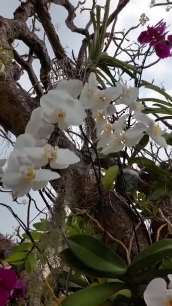 Asiatische Weiße Orchideenblume Blüht — Stockvideo
