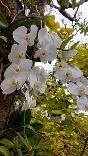Azjatycki Biały Storczyk Kwiat Kwitnący — Wideo stockowe
