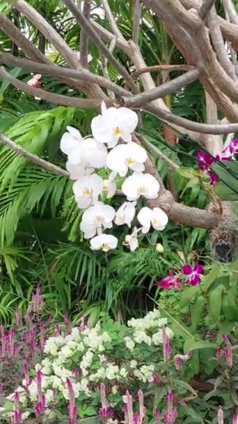 アジアの白い蘭の花が咲く — ストック動画