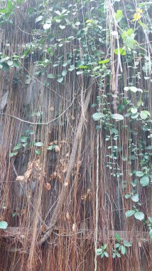 Bangkok, Tayland 'daki Banyan ağaç kökleriyle süslenmiş dekoratif duvar..