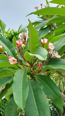 Plumeria, Bangkok, Tayland boyunca canlı bir şekilde çiçek açar..