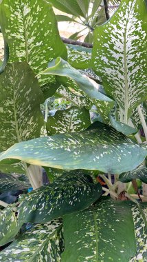 Göz alıcı benekli yaprakları ve zarif çiçekleriyle tanınan Leopar Lily, canlı renkleri ve zarif varlığıyla bahçelere egzotik bir güzellik katıyor..