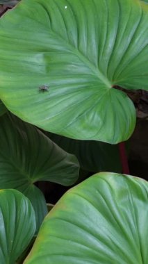 Koyu yeşil renkli kalp şeklinde yapraklar, Homalomena Rubescens.