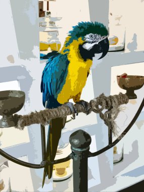 Realistic illustration of the colorful Blue-throated Macaw. clipart