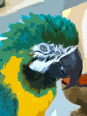 Realistic illustration of the colorful Blue-throated Macaw. clipart